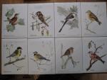 8 vogeltjes, winterkoninkje, ringmus, staartmees, groenling, koolmees, pimpelmees, roodborstje, vink (tile_11)
