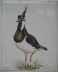 kievit, grote tegel 18x25 (tile_17)